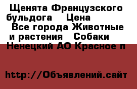 Щенята Французского бульдога. › Цена ­ 45 000 - Все города Животные и растения » Собаки   . Ненецкий АО,Красное п.